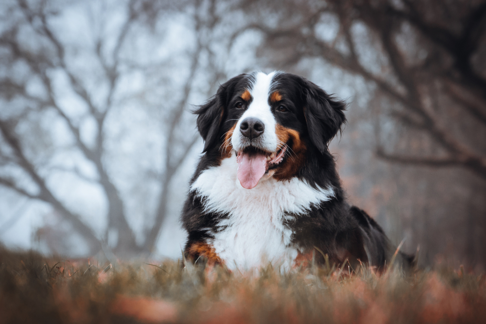 Bernese,Mountain,Dog,Posing,In,Lithuania,Fog.,Beautiful,Lithuanian,Park