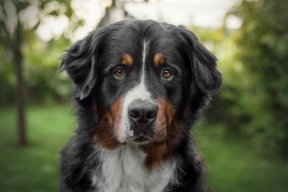 Beautiful,Portrait,Of,Bernese,Mountain,Dog,Looking,In,The,Camera