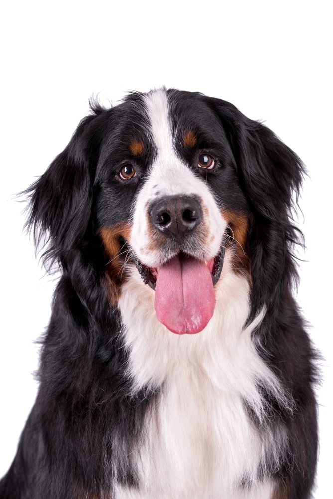 Portrait,Of,The,Bernese,Mountain,Dog