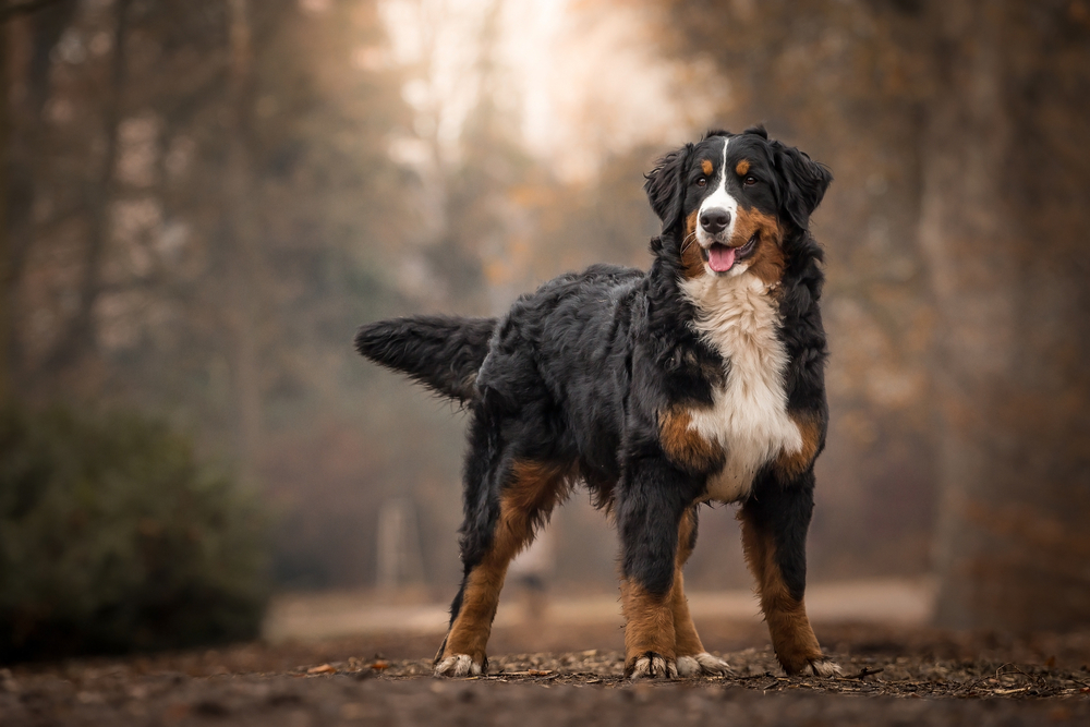 Adorable,Cute,Female,Of,Bernese,Mountain,Dog,Standing,In,The