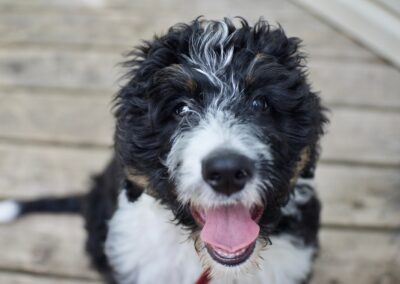 Bernedoodle