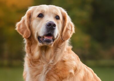 Golden Retrievers
