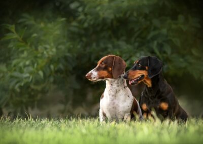 Dachshund