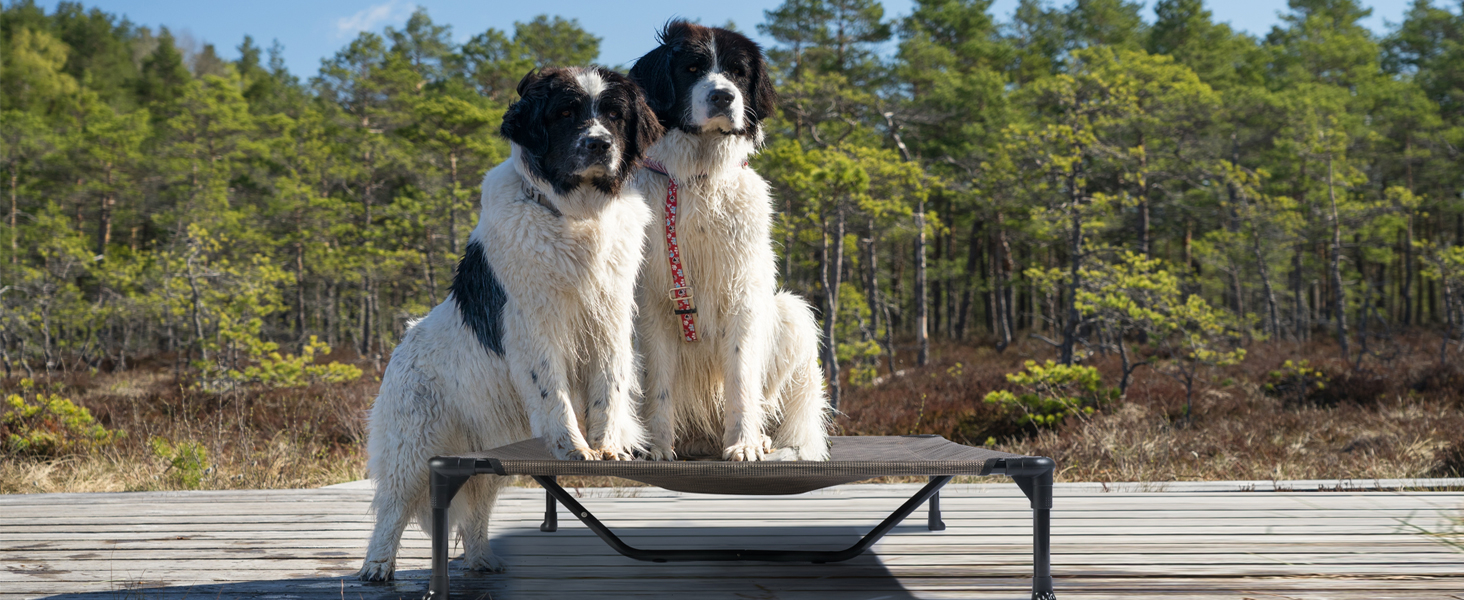 elevated dog bed